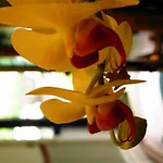 Laurel
